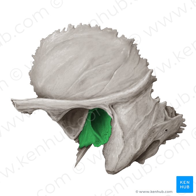 Pars tympanica ossis temporalis (Paukenteil des Schläfenbeins); Bild: Samantha Zimmerman