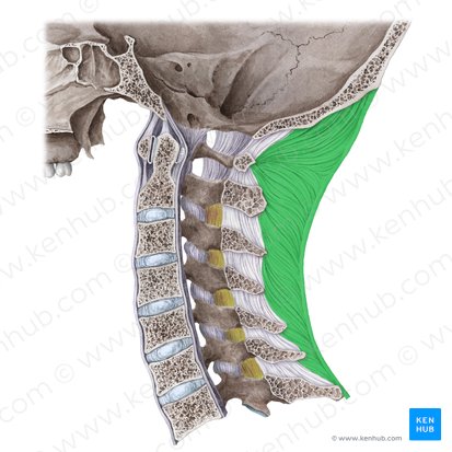 Ligamento nucal (Ligamentum nuchae); Imagen: Liene Znotina