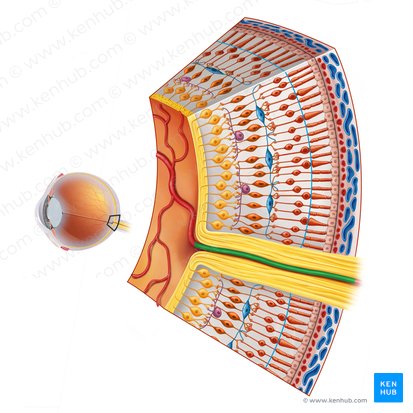 Central retinal artery (Arteria centralis retinae); Image: Irina Münstermann
