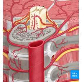 Arteria spinalis posterior sinistra (Linke hintere Rückenmarksarterie); Bild: Rebecca Betts