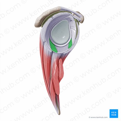 Ligamento glenohumeral inferior (Ligamentum glenohumerale inferius); Imagen: Paul Kim