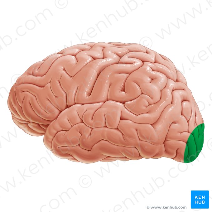 Córtex visual primário (Cortex visualis primarius); Imagem: Paul Kim