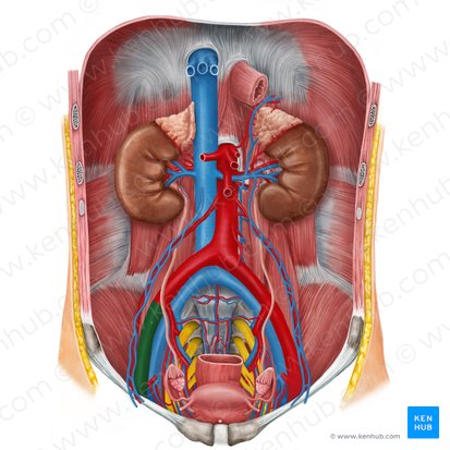 Arteria iliaca externa dextra (Rechte äußere Beckenarterie); Bild: Irina Münstermann