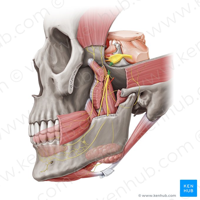 Nervo mandibular (Nervus mandibularis); Imagem: Paul Kim