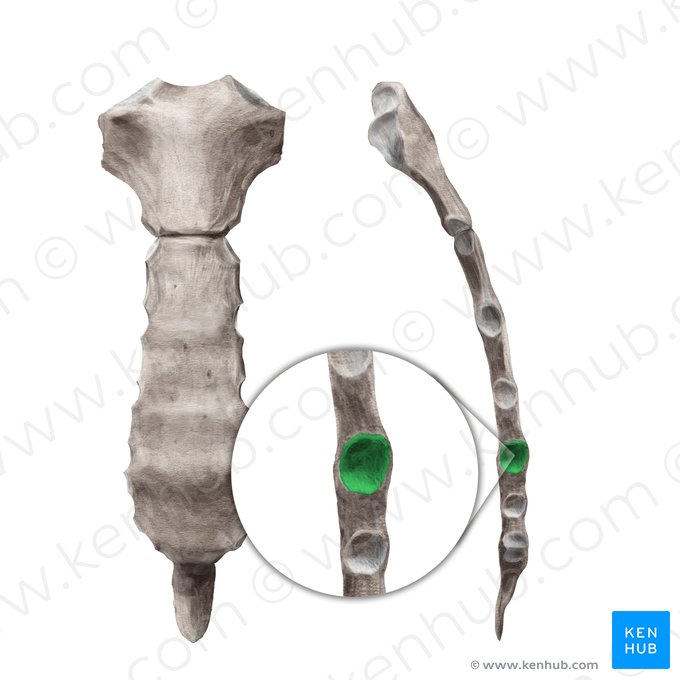 5.ª incisura costal del esternón (Incisura costalis 5 sterni); Imagen: Begoña Rodriguez