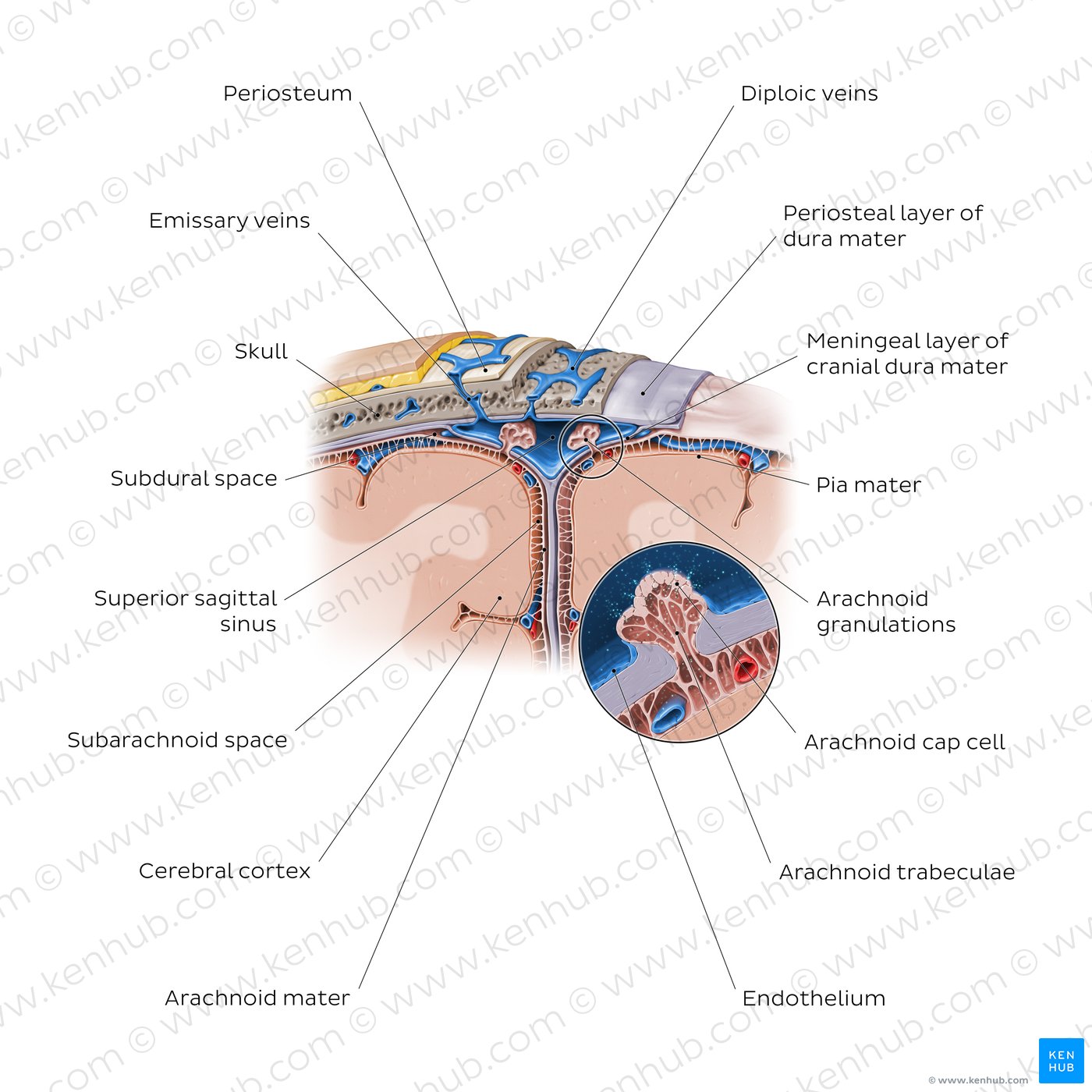 Arachnoid granulations and superior sagittal sinus