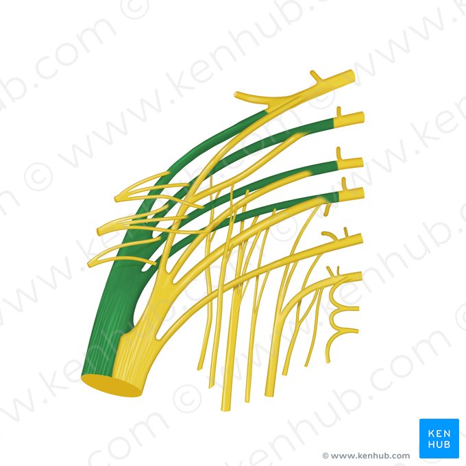 Common fibular division of sciatic nerve (Divisio fibularis communis nervi ischiadici); Image: Begoña Rodriguez