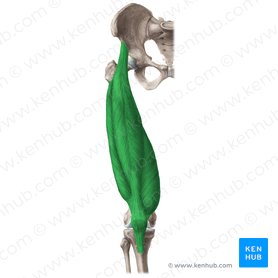 Musculus quadriceps femoris (Vierköpfiger Oberschenkelmuskel); Bild: Liene Znotina