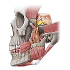 Nervo mandibular (NC V3)