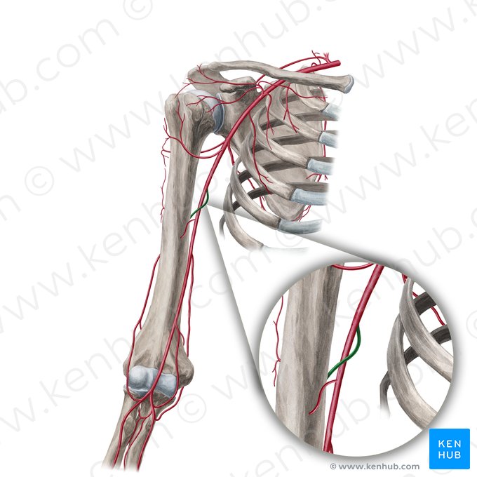 Artéria braquial profunda (Arteria profunda brachii); Imagem: Yousun Koh