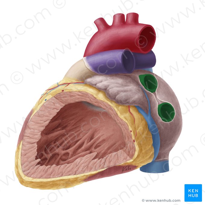 Venae pulmonales sinistrae (Linke Lungenvenen); Bild: Yousun Koh