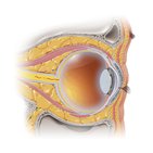 Eyelids and lacrimal apparatus