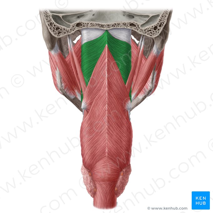 Músculo constrictor superior de la faringe (Musculus constrictor pharyngis superior); Imagen: Yousun Koh