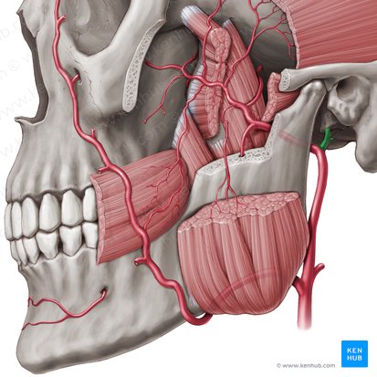 Superficial temporal artery (Arteria temporalis superficialis); Image: Paul Kim