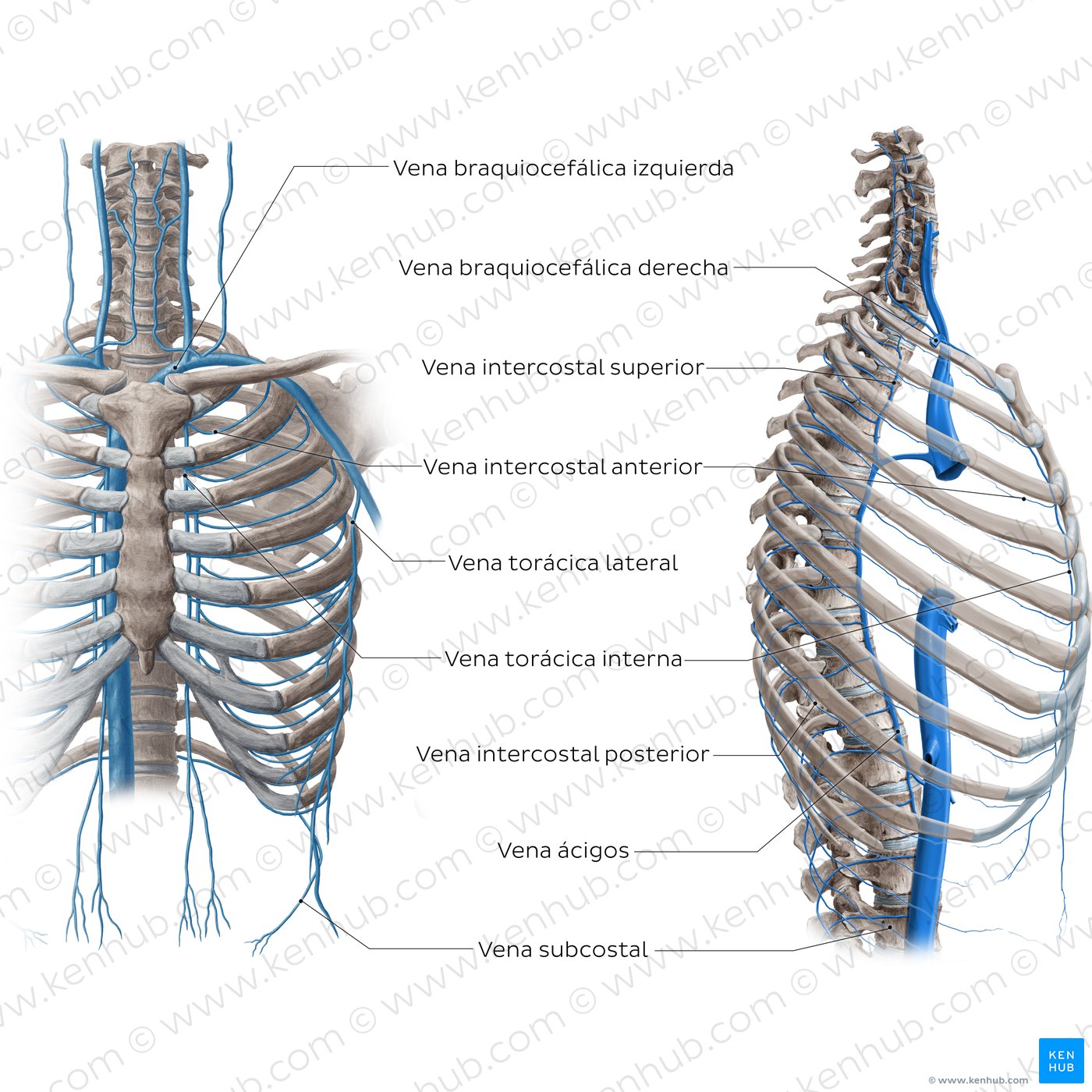 Venas del tórax