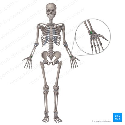 Articulación radioulnar distal (Articulatio radioulnaris distalis); Imagen: Irina Münstermann