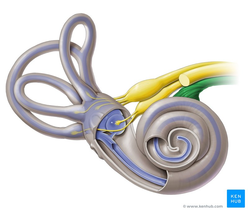 Cochlear nerve - ventral view