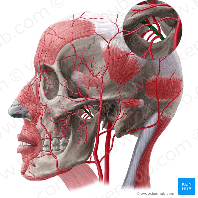 Maxillary artery (Arteria maxillaris); Image: Yousun Koh