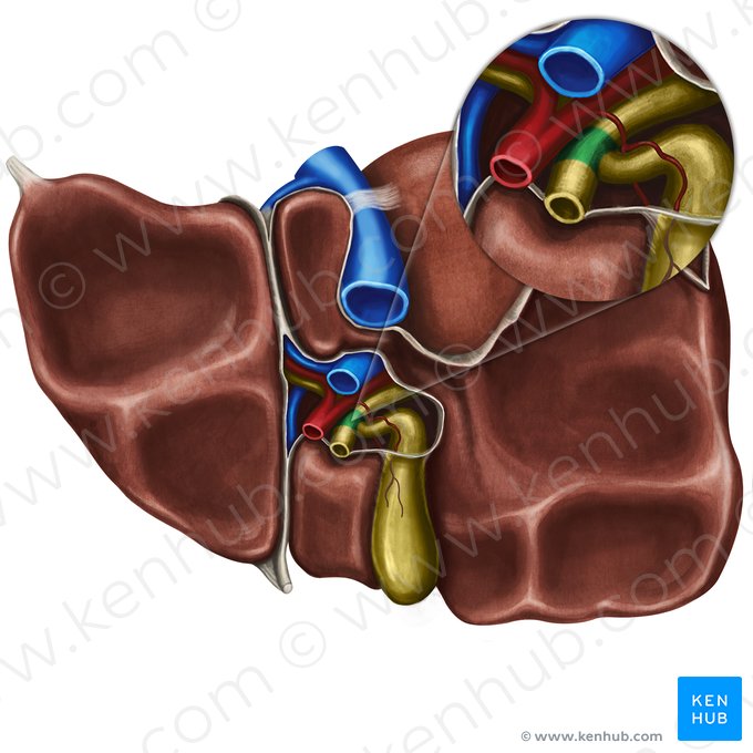 Conducto hepático común (Ductus hepaticus communis); Imagen: Irina Münstermann