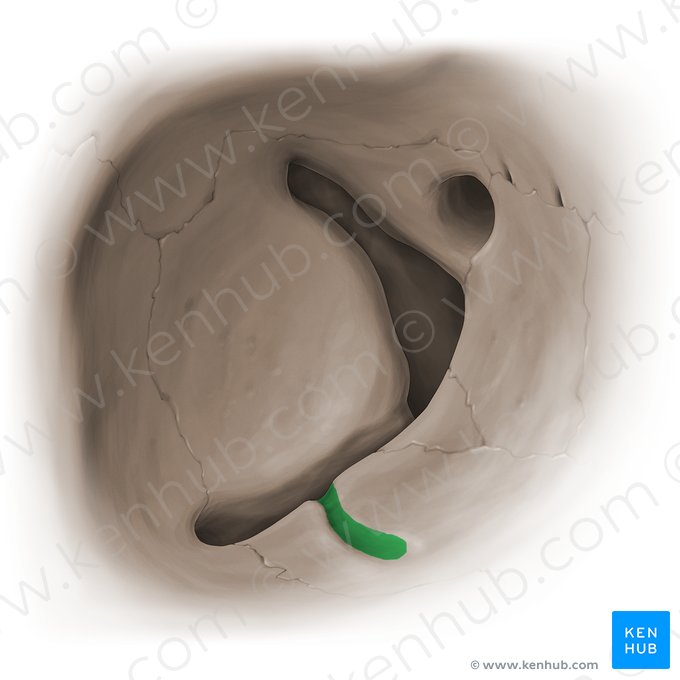 Infraorbital groove (Sulcus infraorbitalis); Image: Paul Kim