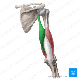 pix Tricep Brachii Vs Bicep Brachii