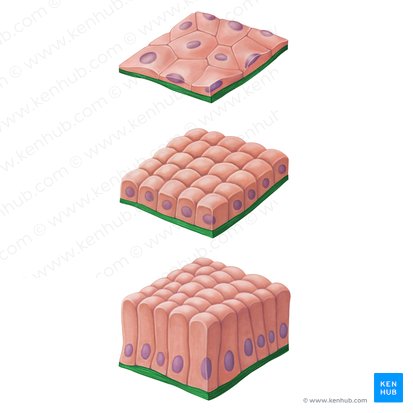 Basement membrane (Membrana basalis); Image: Irina Münstermann