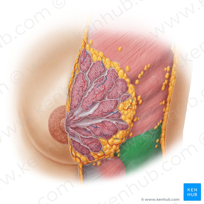 Músculo oblíquo externo do abdome (Musculus obliquus externus abdominis); Imagem: Samantha Zimmerman