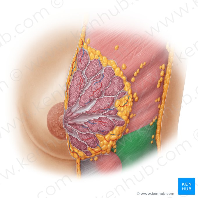 Músculo oblicuo externo del abdomen (Musculus obliquus externus abdominis); Imagen: Samantha Zimmerman