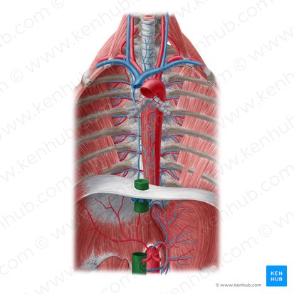 Vena cava inferior (Untere Hohlvene); Bild: Yousun Koh