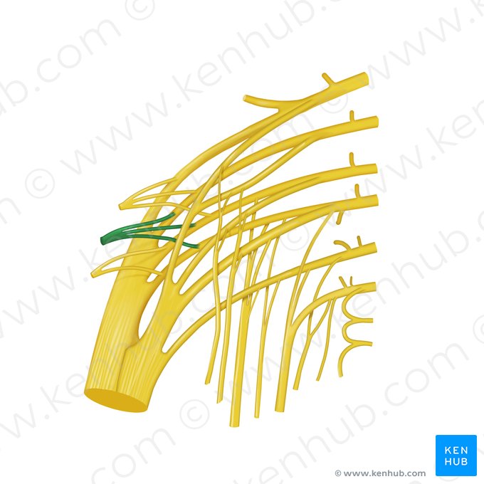 Inferior gluteal nerve (Nervus gluteus inferior); Image: Begoña Rodriguez