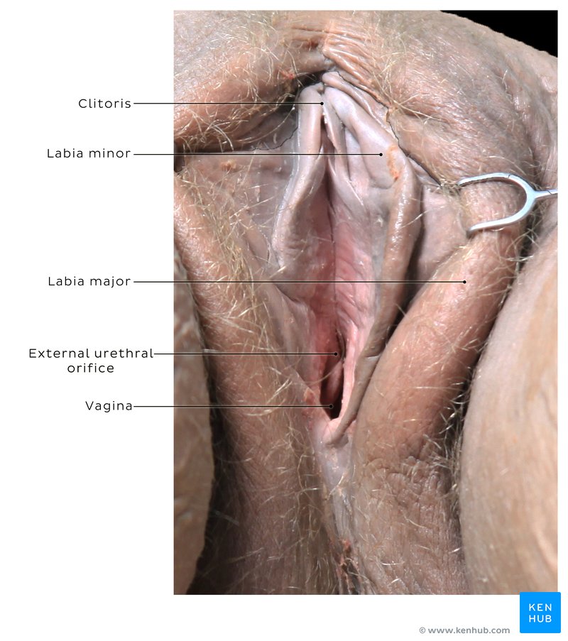 Vagina opening and external female genitalia in a cadaver