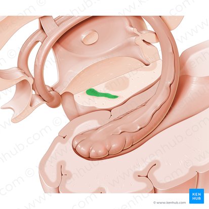 Sustancia negra (Substantia nigra); Imagen: Paul Kim