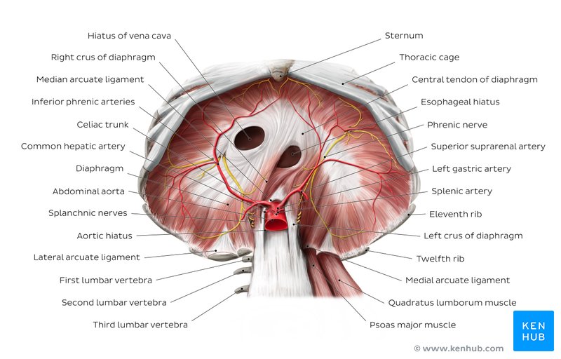Diaphragm Location, anatomy, innervation and function Kenhub