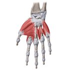 Músculos de la mano 