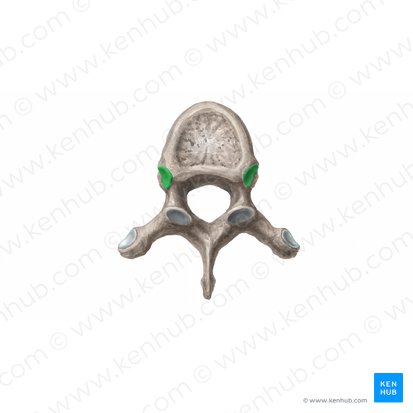 Superior costal facet of vertebra (Fovea costalis superior vertebrae); Image: Begoña Rodriguez