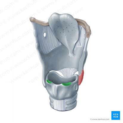 Arytenoid articular surface of cricoid cartilage (Facies articularis arytenoidea cartilaginis cricoideae); Image: Paul Kim