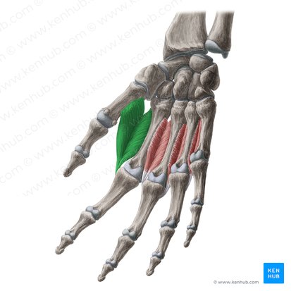 1.º músculo interósseo dorsal da mão (Musculus interosseus dorsalis 1 manus); Imagem: Yousun Koh