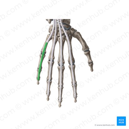 Extensor expansion of 5th finger (Aponeurosis extensoria digiti 5 manus); Image: Yousun Koh