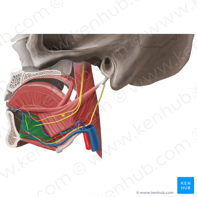 Músculo genioglosso (Musculus genioglossus); Imagem: Begoña Rodriguez