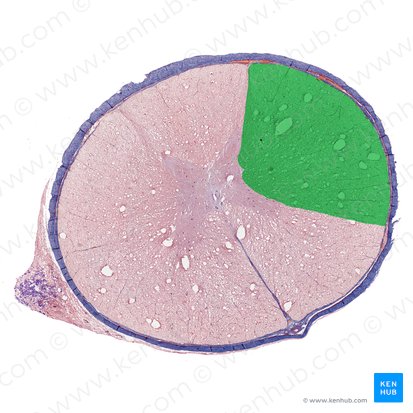 Lateral funiculus of spinal cord (Funiculus lateralis medullae spinalis); Image: 