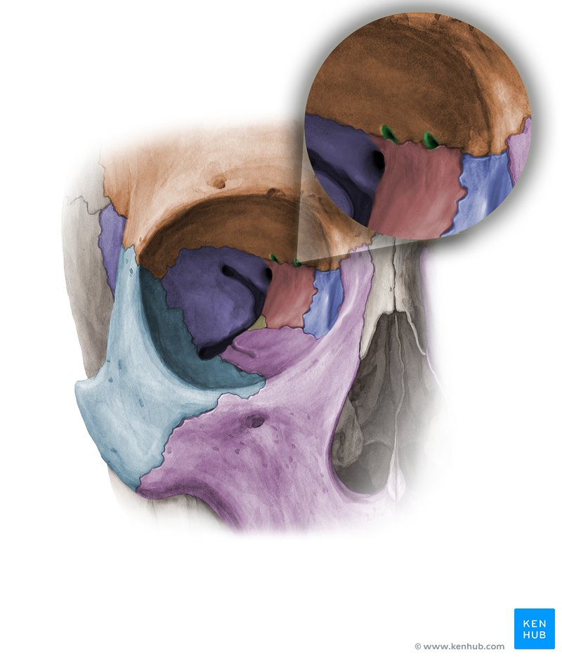 Buracos etmoidais anterior e posterior - vista anterior