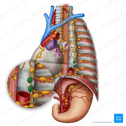 Nodi lymphoidei juxtaaortici (Juxtaaortikale Lymphknoten); Bild: Irina Münstermann