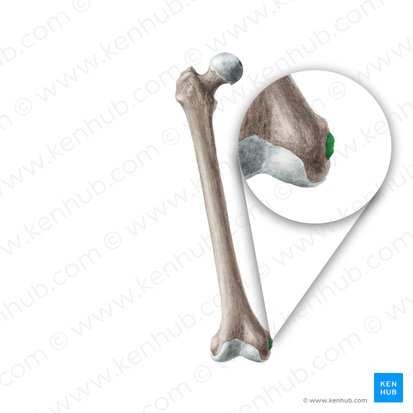 Epicóndilo medial del fémur (Epicondylus medialis ossis femoris); Imagen: Liene Znotina