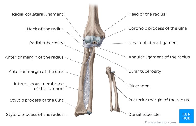 Labeled diagram of the forearm bones and ligaments.