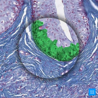 Basal layer of urothelium (Stratum basale urothelii); Image: 