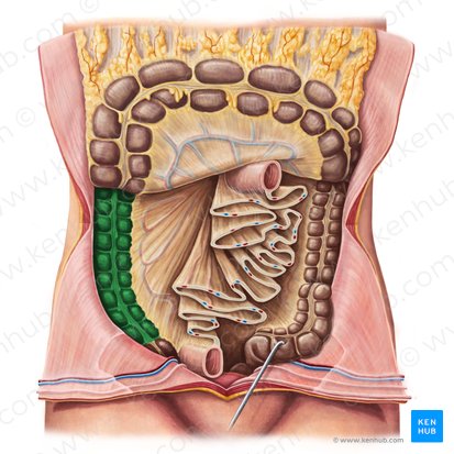 Cólon ascendente (Colon ascendens); Imagem: Irina Münstermann