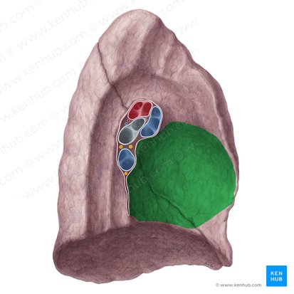 Cardiac impression of left lung (Impressio cardiaca pulmonis sinistri); Image: Yousun Koh