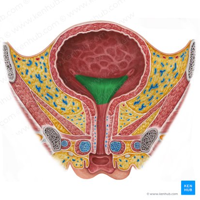 Trigone of urinary bladder (Trigonum vesicae urinariae); Image: Irina Münstermann