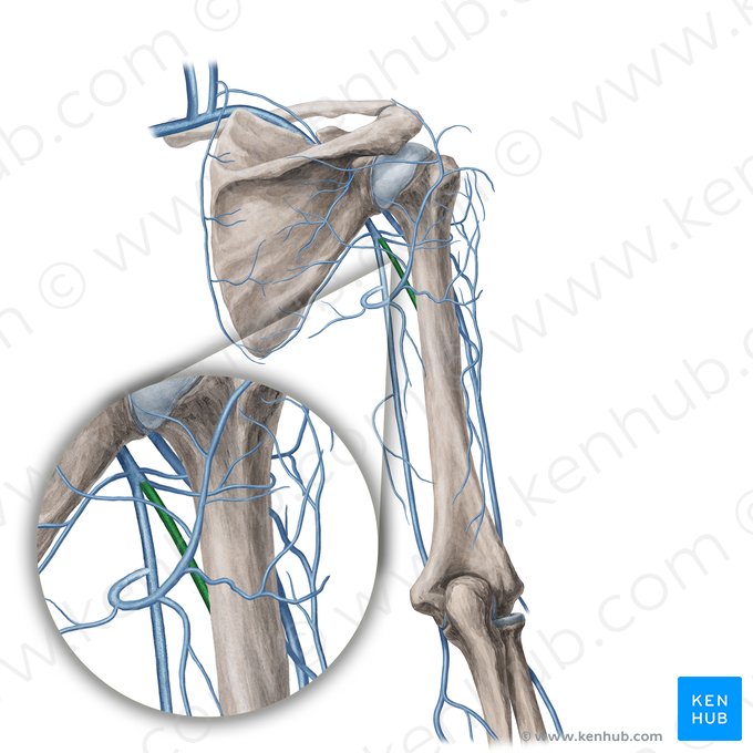 Brachial veins (Venae brachiales); Image: Yousun Koh