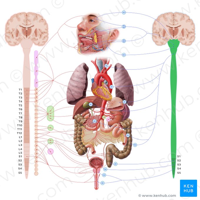 Sistema nervoso parassimpático (Systema nervosum parasympathicum); Imagem: Paul Kim